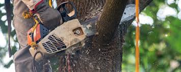 Best Tree Removal  in Reeds Spring, MO