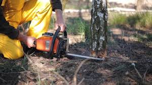 Best Fruit Tree Pruning  in Reeds Spring, MO