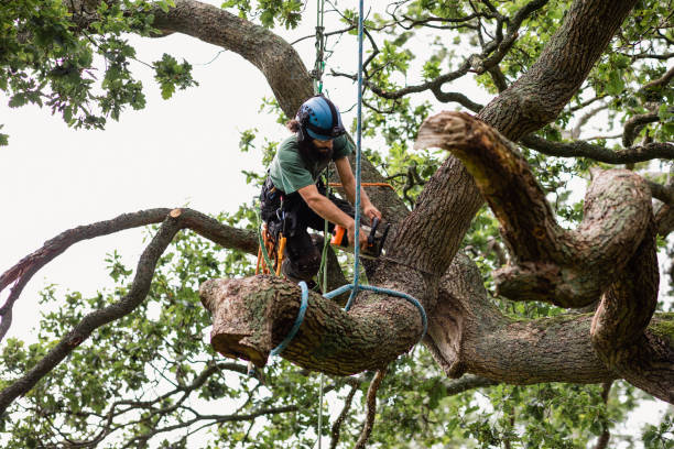  Reeds Spring, MO Tree Care Pros