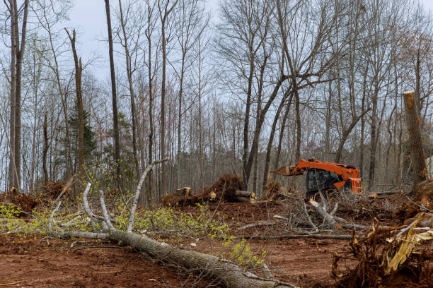  Reeds Spring, MO Tree Care Pros