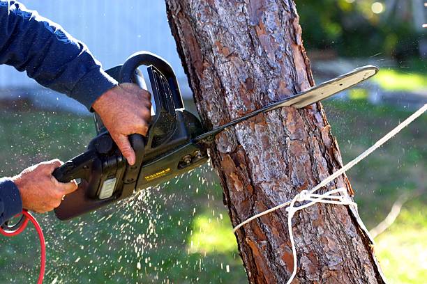 Best Hedge Trimming  in Reeds Spring, MO