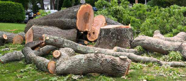 Best Hazardous Tree Removal  in Reeds Spring, MO