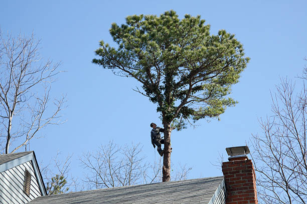 Best Tree and Shrub Care  in Reeds Spring, MO