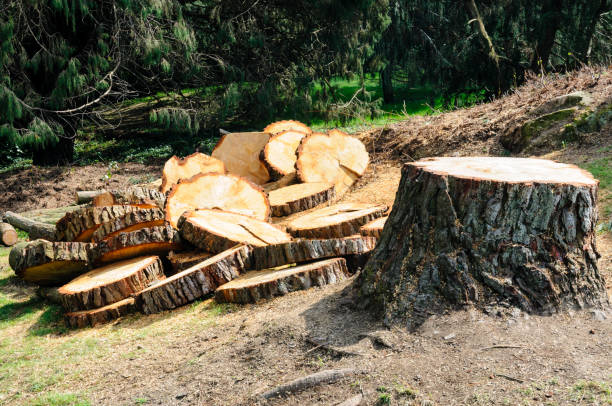 Best Tree Trimming and Pruning  in Reeds Spring, MO